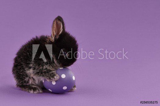 Picture of Easter bunny rabbit with egg on purple background